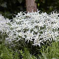 Leontopodium Blossom of Snow