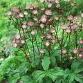 Astrantia Star of Astrantia Star of Passion