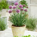 Allium Little Sapphire