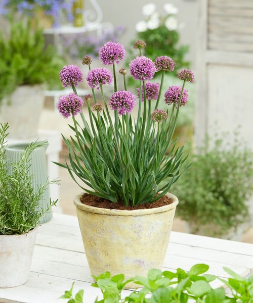 Allium Little Sapphire