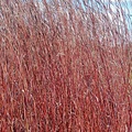 Andropogon Red October