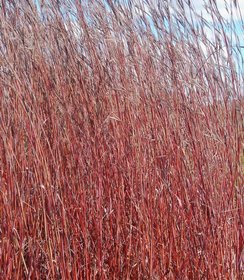 Andropogon Red October
