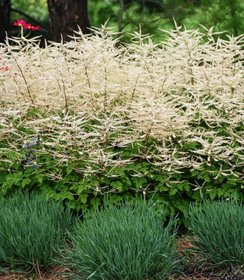 Aruncus Chantilly Lace