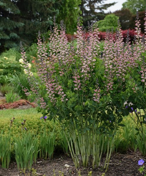 Baptisia Decadence Baptisia Decadence Pink Truffles