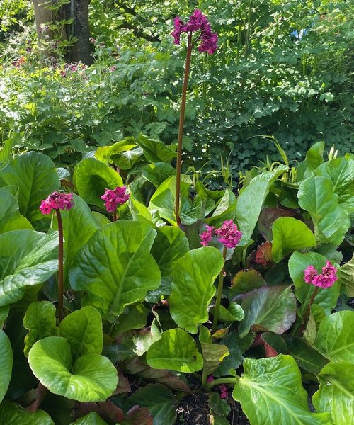 Bergenia Winterglow - Vinterglöd