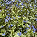 Brunnera Alexandria