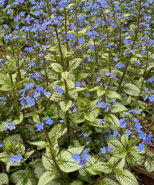 Brunnera Alexandria