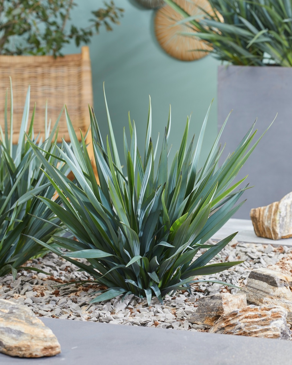 Clarity Blue Dianella  Shop Online with  – Plants by Mail