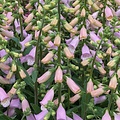 Digitalis Lucas Digitalis Lucas ™ Light Pink