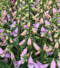 Digitalis Lucas ™ Light Pink