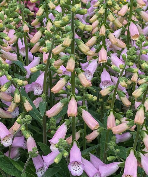 Digitalis Lucas Digitalis Lucas ™ Light Pink