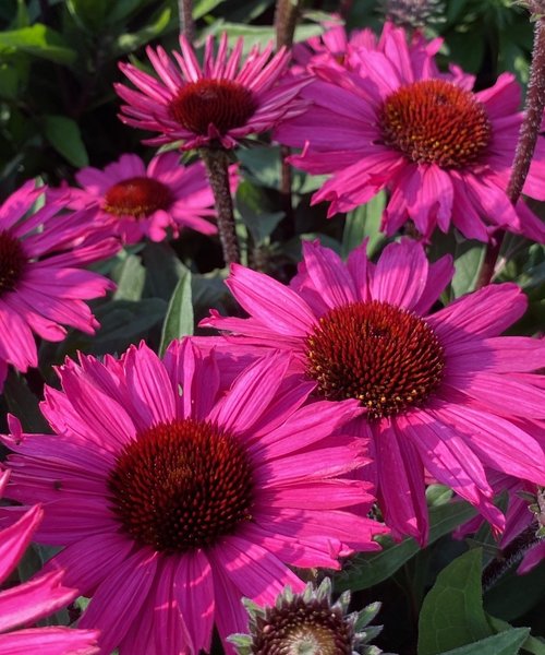 Echinacea SunSeekers Echinacea SunSeekers Purplelicious