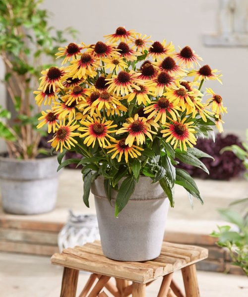 Echinacea SunSeekers Echinacea SunSeekers Tequila Sunrise