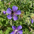 Geranium ibericum jubatum