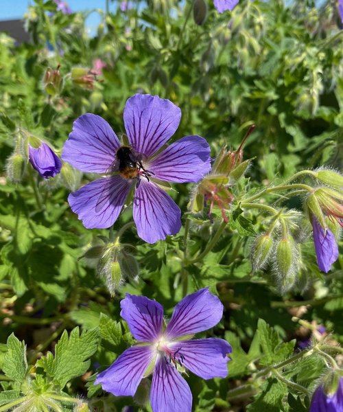 Geranium ibericum jubatum