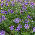 Geranium ibericum jubatum