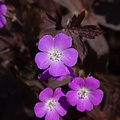 Geranium Stormy Night