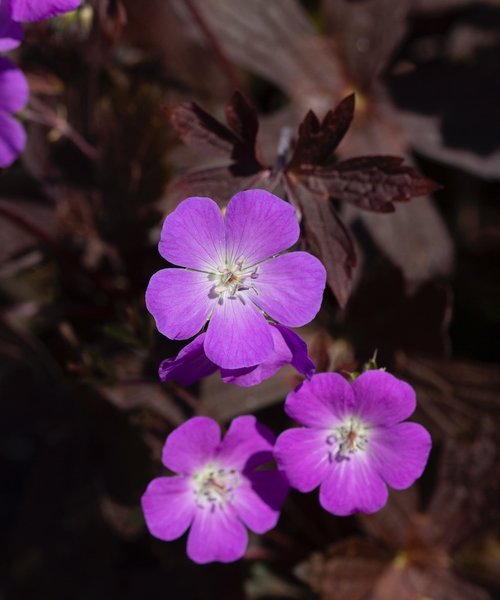 Geranium Stormy Night