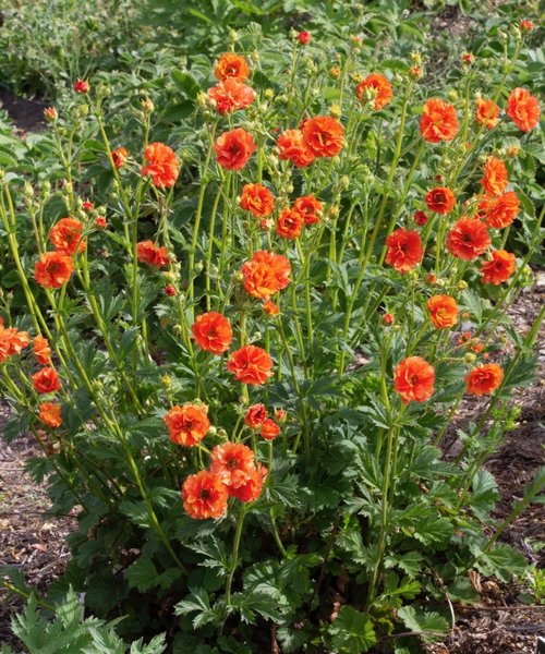 Geum Tempest Geum Tropical Tempest