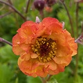 Geum Tutti Frutti