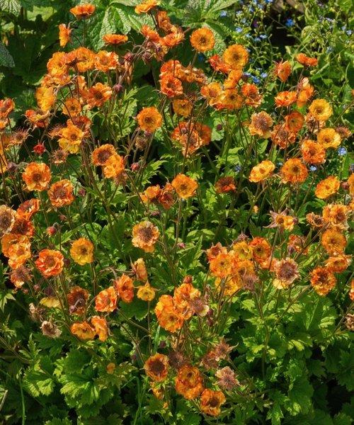 Geum Tutti Frutti