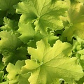 Heuchera Guacamole