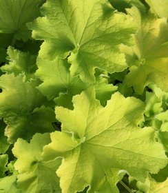 Heuchera Guacamole