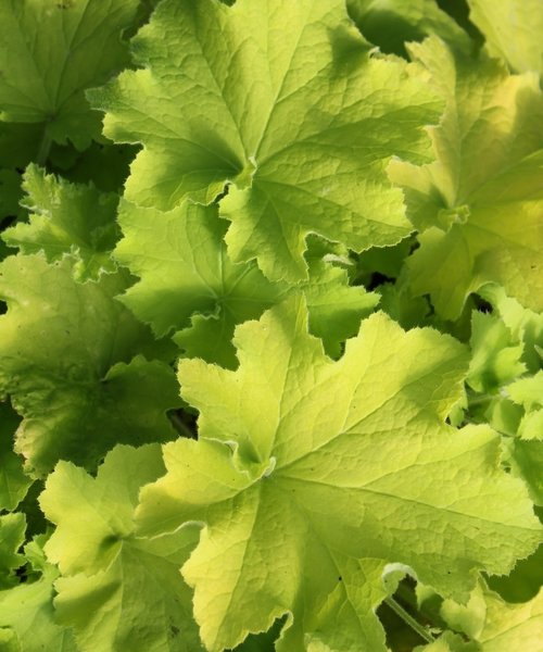 Heuchera Guacamole