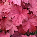 Heuchera Magma