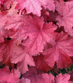 Heuchera Magma