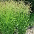 Panicum JS Buffalo Green