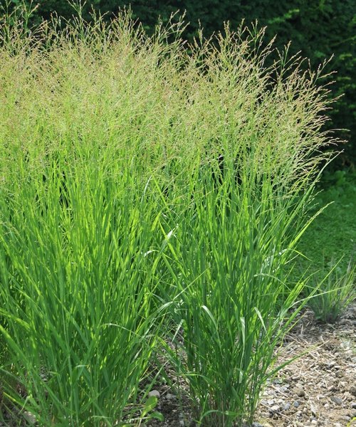 Panicum JS Buffalo Green