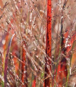 Panicum JS Dark Night