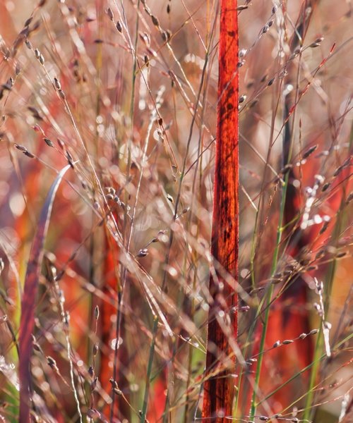 Panicum JS Dark Night