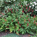 Persicaria Bloody Mary