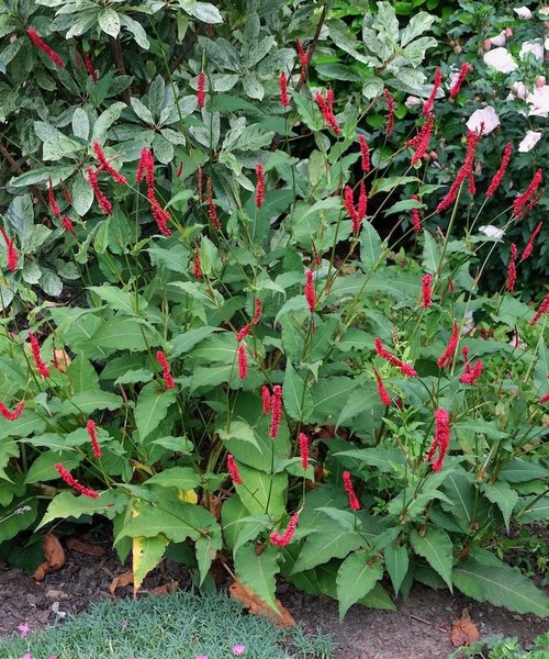 Persicaria Bloody Mary