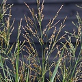 Panicum JS Buffalo Green