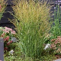 Panicum JS Buffalo Green