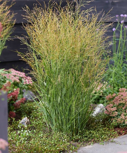 Panicum JS Buffalo Green