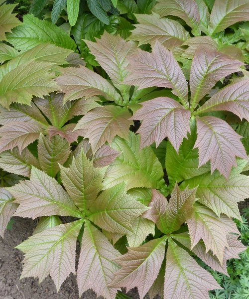 Rodgersia Braunlaub