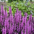 Salvia Fashionista Salvia Fashionista Back to the Fuchsia