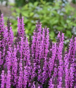 Salvia Color Spires Back to the Fuchsia