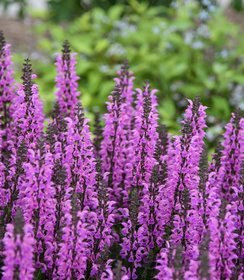 Salvia Fashionista Back to the Fuchsia