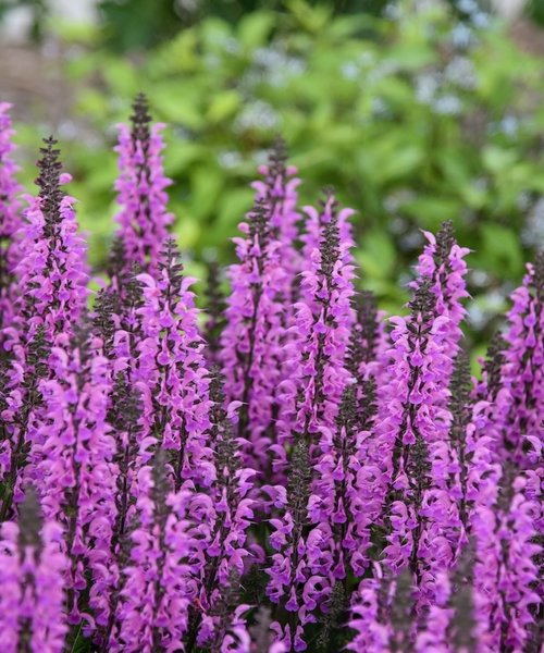 Salvia Color Spires Back to the Fuchsia