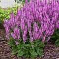 Salvia Color Spires Back to the Fuchsia