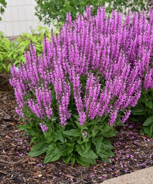 Salvia Color Spires Back to the Fuchsia