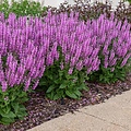 Salvia Color Spires Back to the Fuchsia