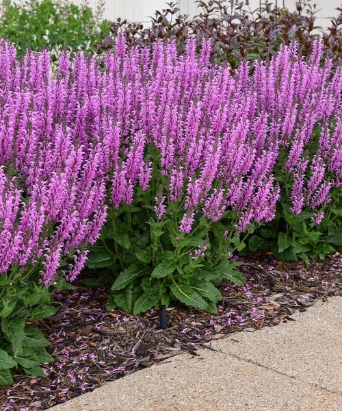 Salvia Color Spires Back to the Fuchsia
