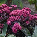 Sedum Superstar