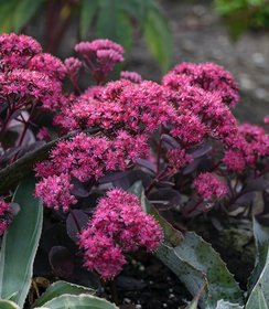 Sedum Superstar